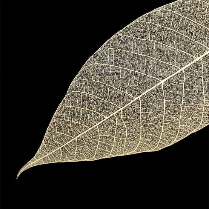Decorative Leaf Ivory 5.9" (100pcs/pack)