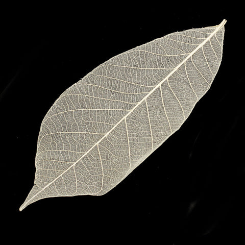 Decorative Leaf Ivory 5.9